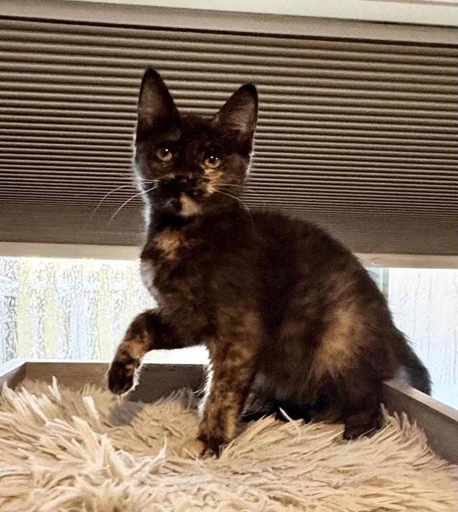 Floof, Adoptable, Kitten Female Domestic Short Hair.