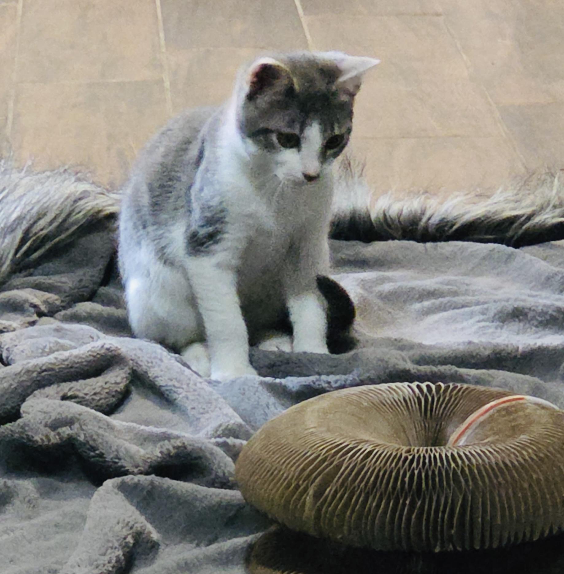 Tweedle, adopted, Young Female Domestic Short Hair.