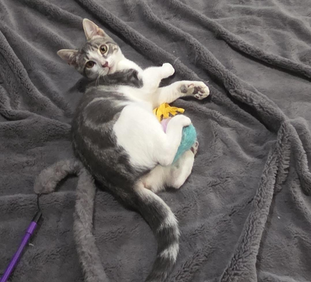 Enlarge Tweedle, an adopted Domestic Short Hair in Woodbridge, VA image 2/3