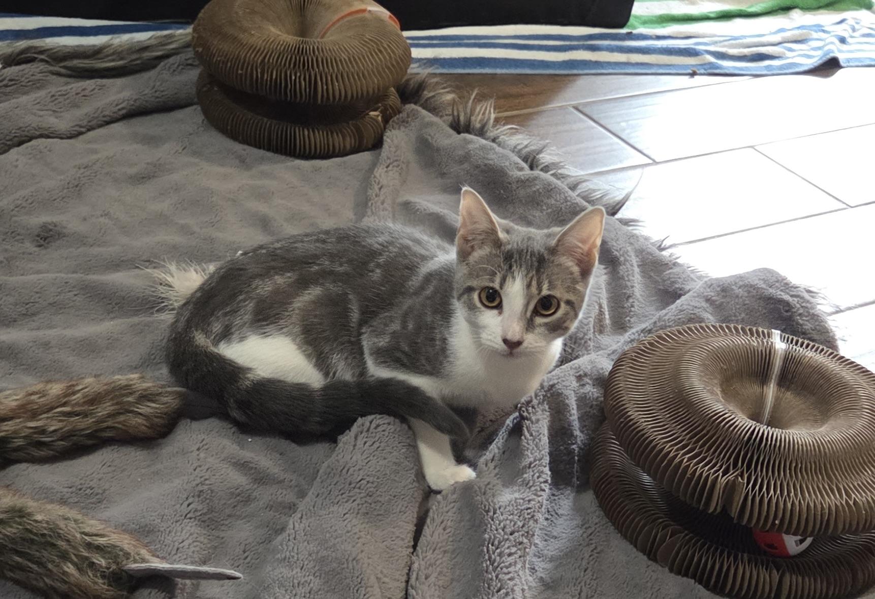 Enlarge Tweedle, an adopted Domestic Short Hair in Woodbridge, VA image 3/3