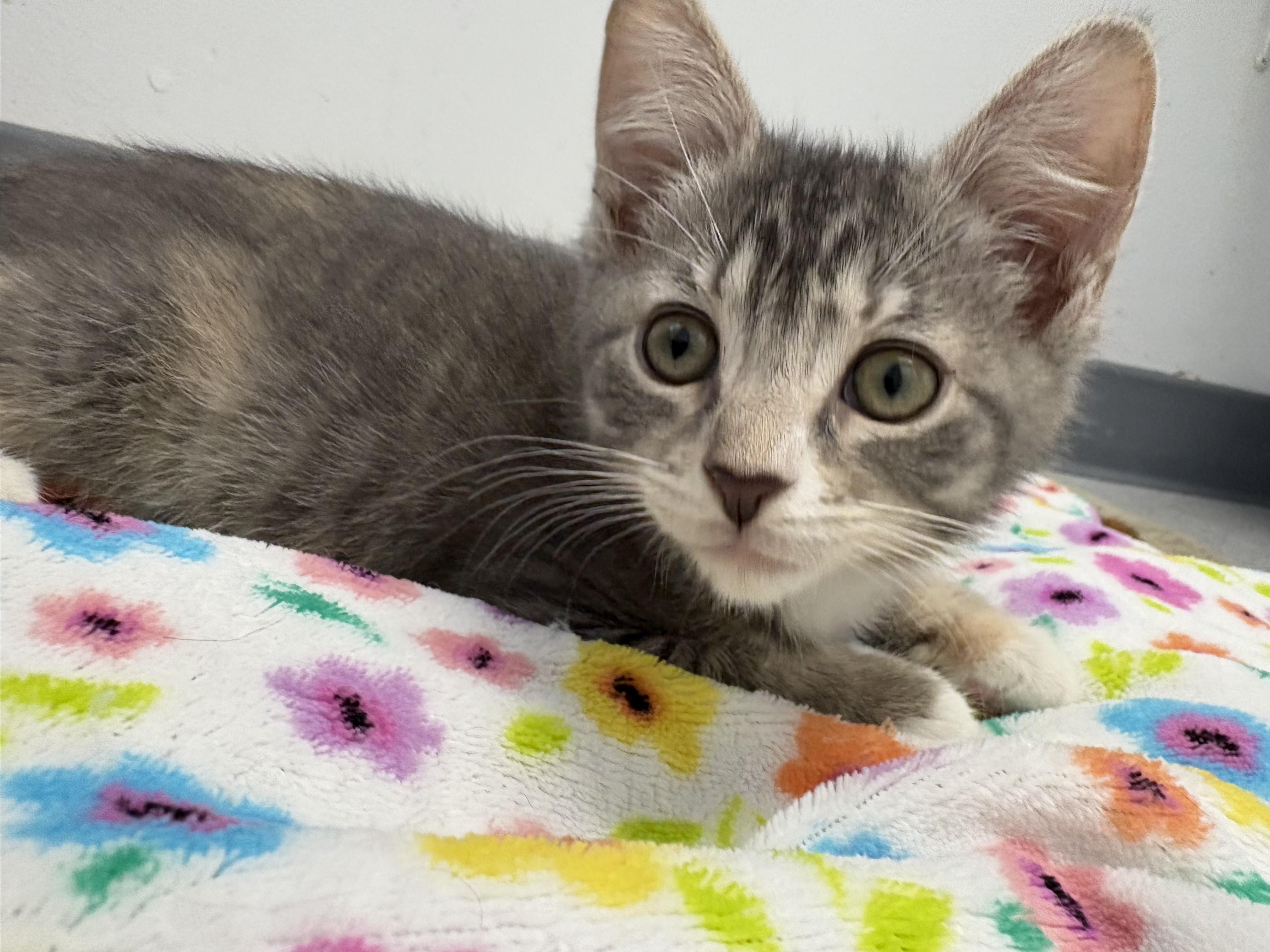 Pebbles, Adoptable, Kitten Female Domestic Short Hair.