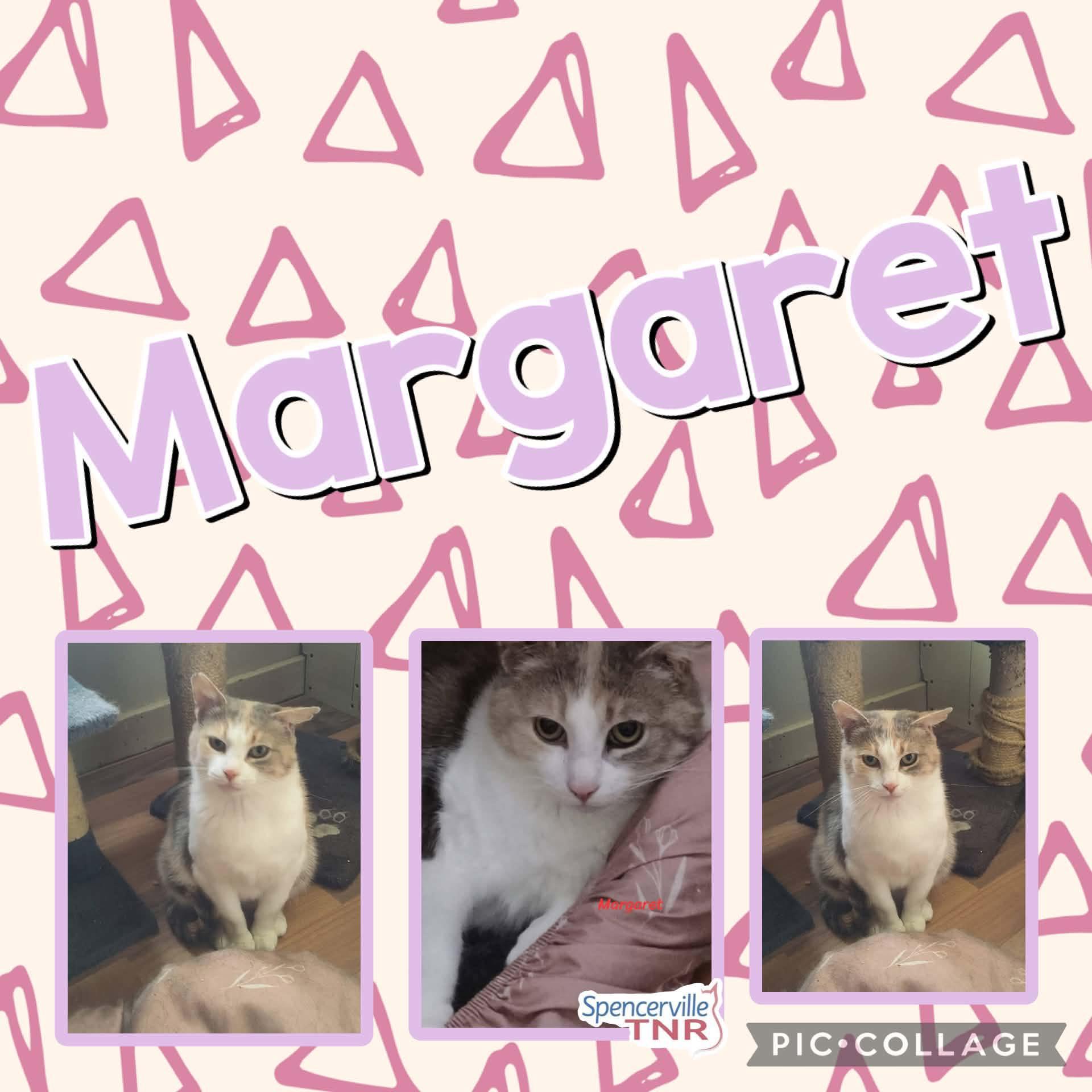 Enlarge Margaret, an adopted Domestic Short Hair in Spencerville, ON image 1/1