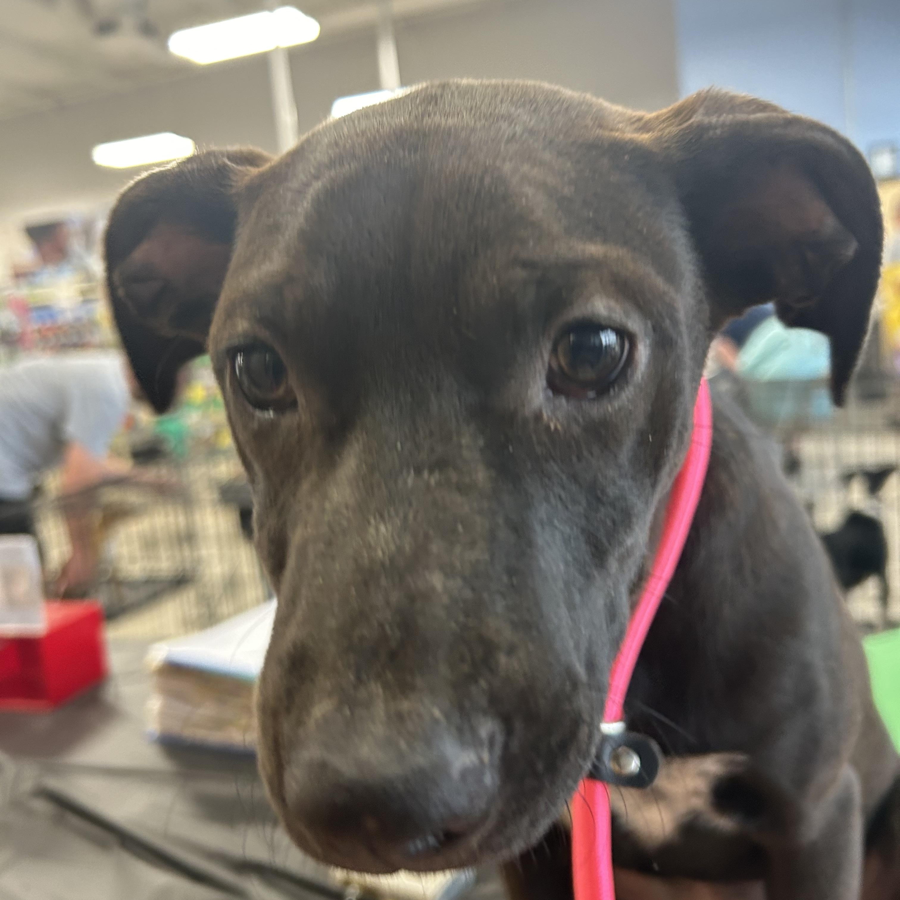 Jill, ADOPTABLE, Young Female German Shorthaired Pointer.