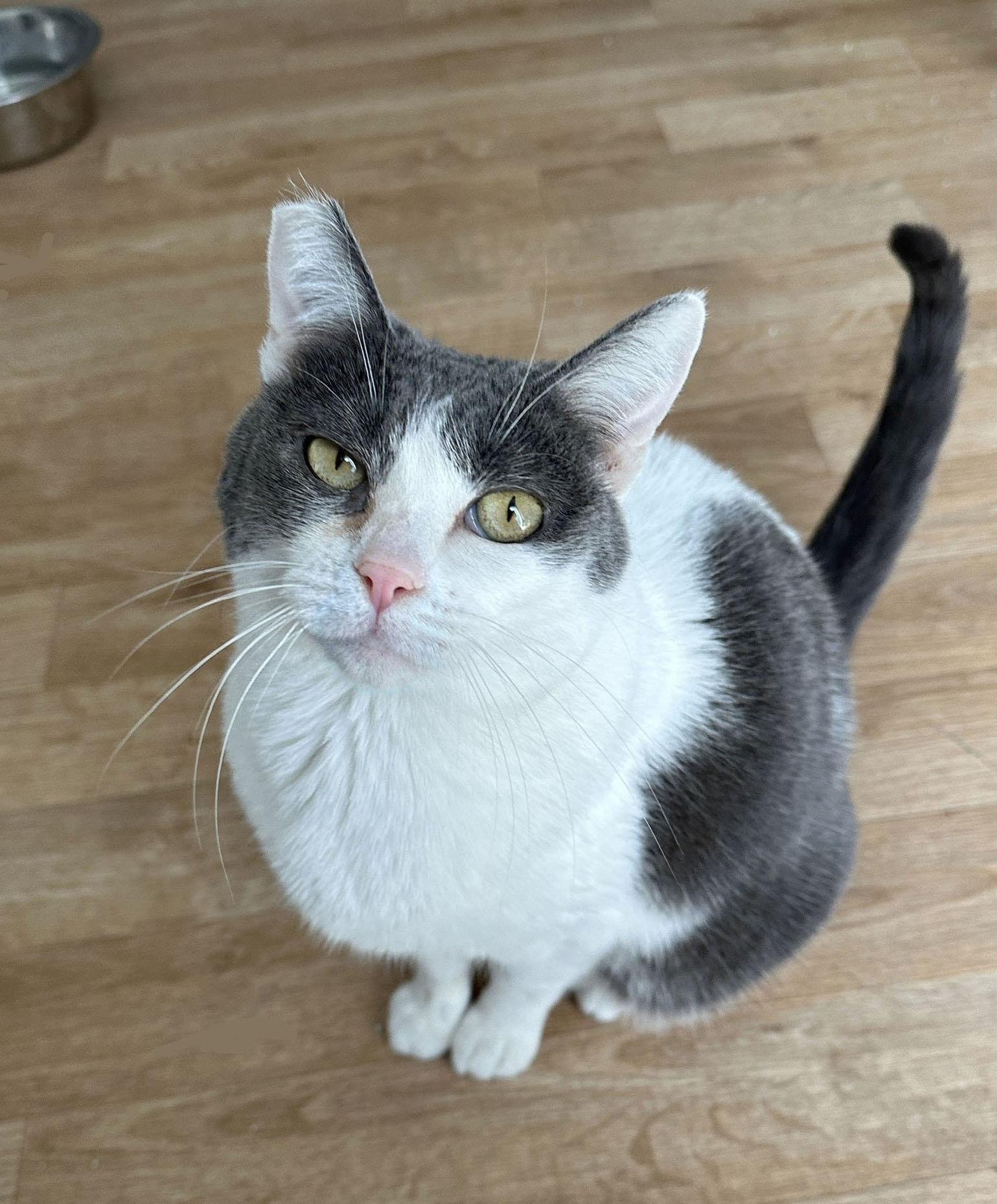 sweet Elsie loves cats & people, Adoptable, Young Female Domestic Short Hair.