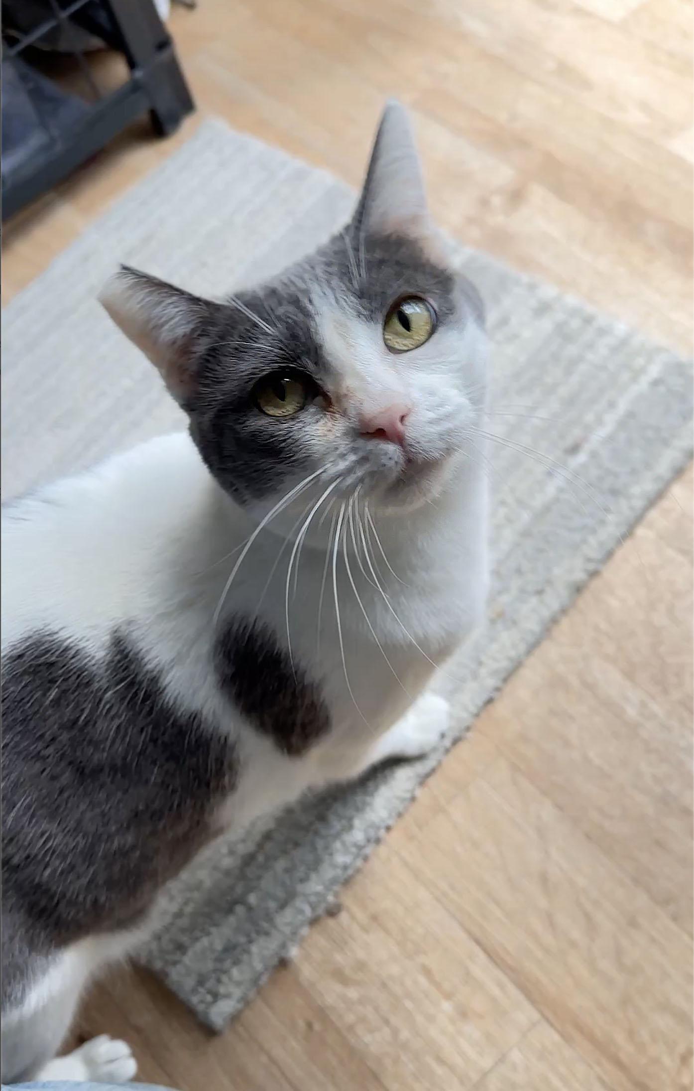 sweet Elsie loves cats & people, a Adoptable Domestic Short Hair in Toluca Lake, CA image 2/5