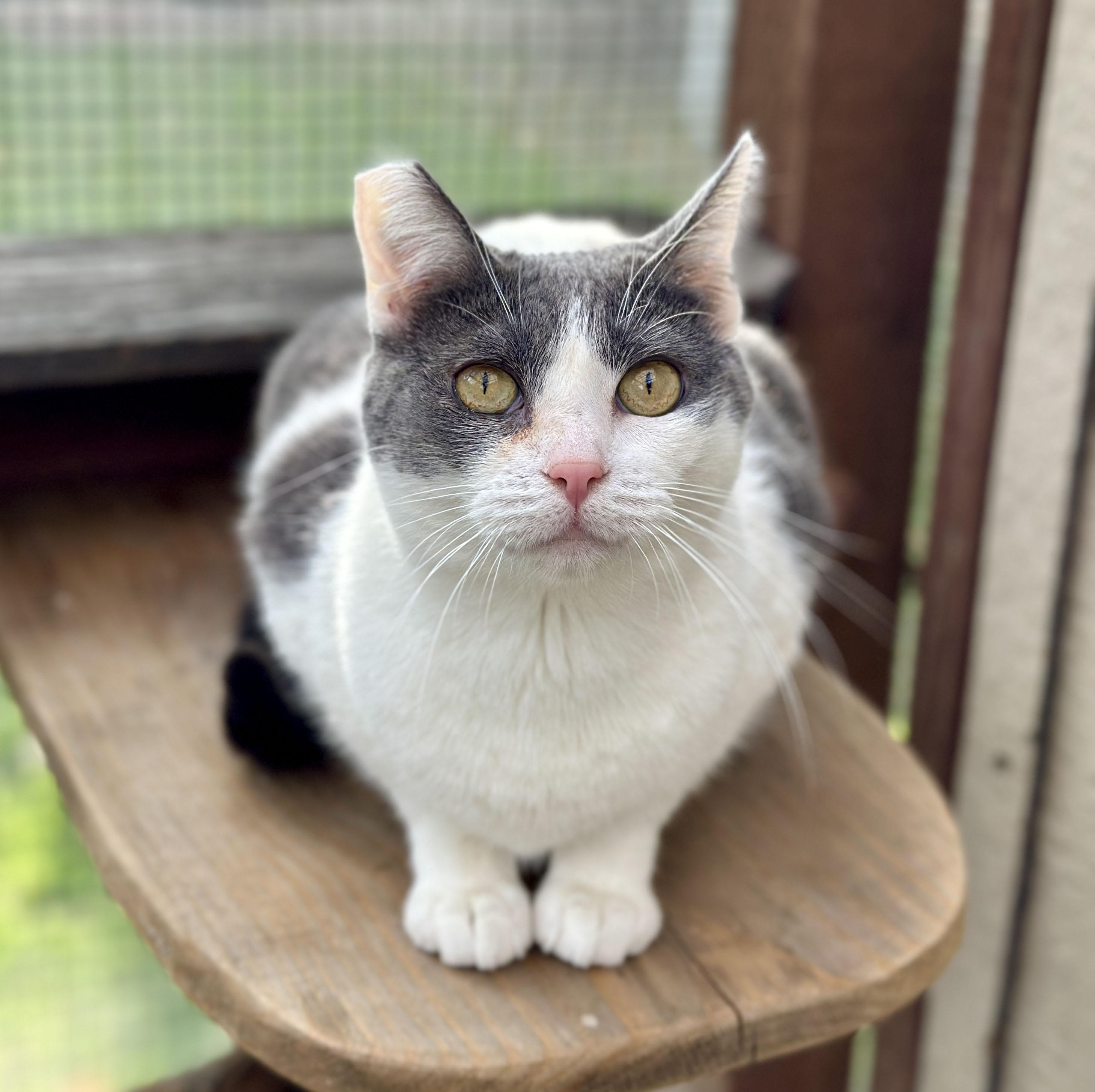 sweet Elsie loves cats & people, a Adoptable Domestic Short Hair in Toluca Lake, CA image 3/5