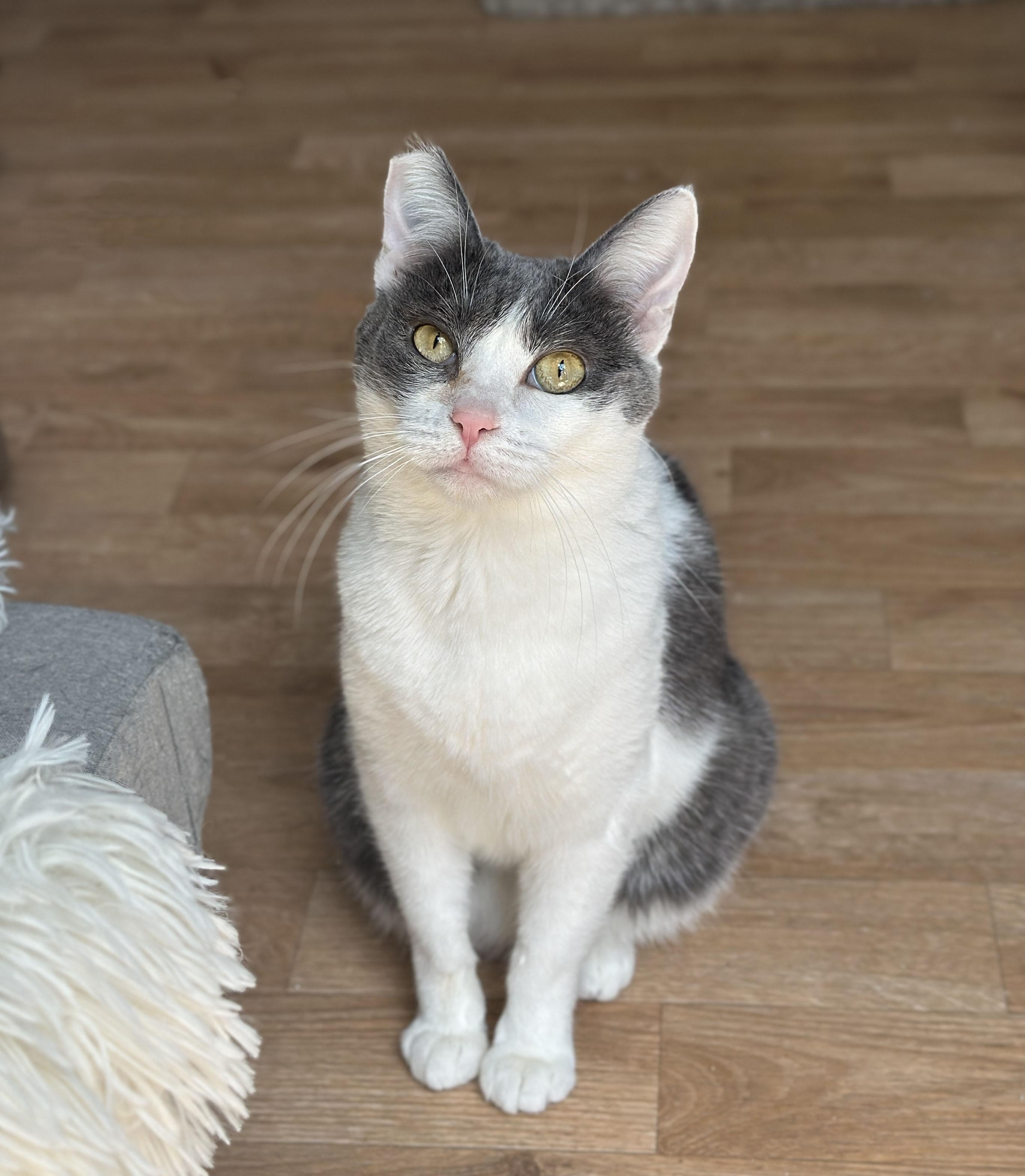 sweet Elsie loves cats & people, a Adoptable Domestic Short Hair in Toluca Lake, CA image 4/5