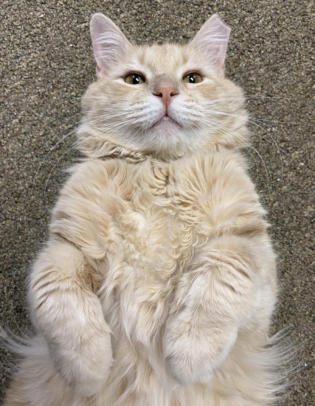 Enlarge Rudy, a Adoptable Domestic Long Hair in Pensacola, FL image 1/3