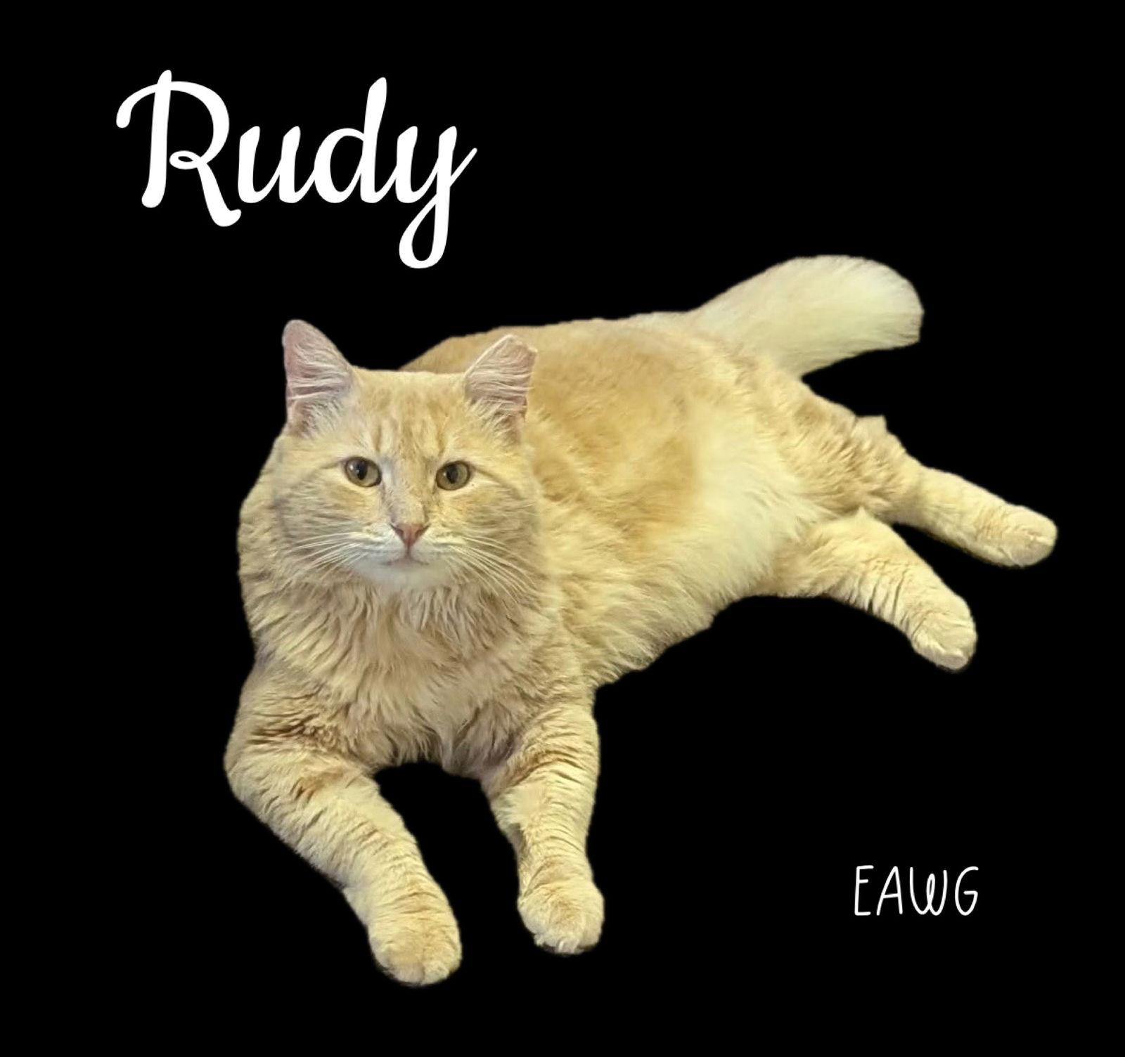 Enlarge Rudy, a Adoptable Domestic Long Hair in Pensacola, FL image 2/3