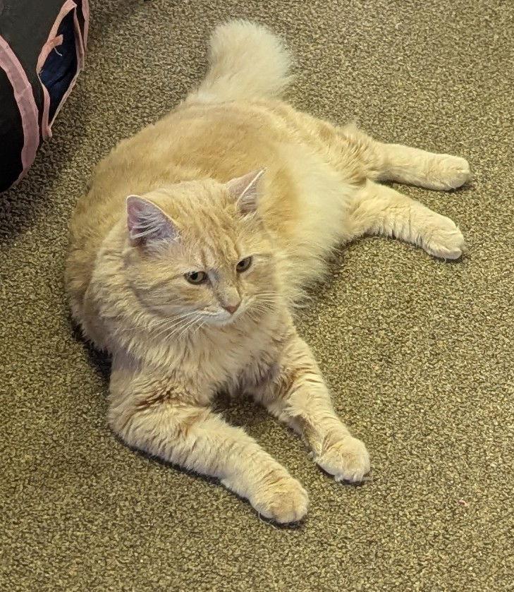 Enlarge Rudy, a Adoptable Domestic Long Hair in Pensacola, FL image 3/3