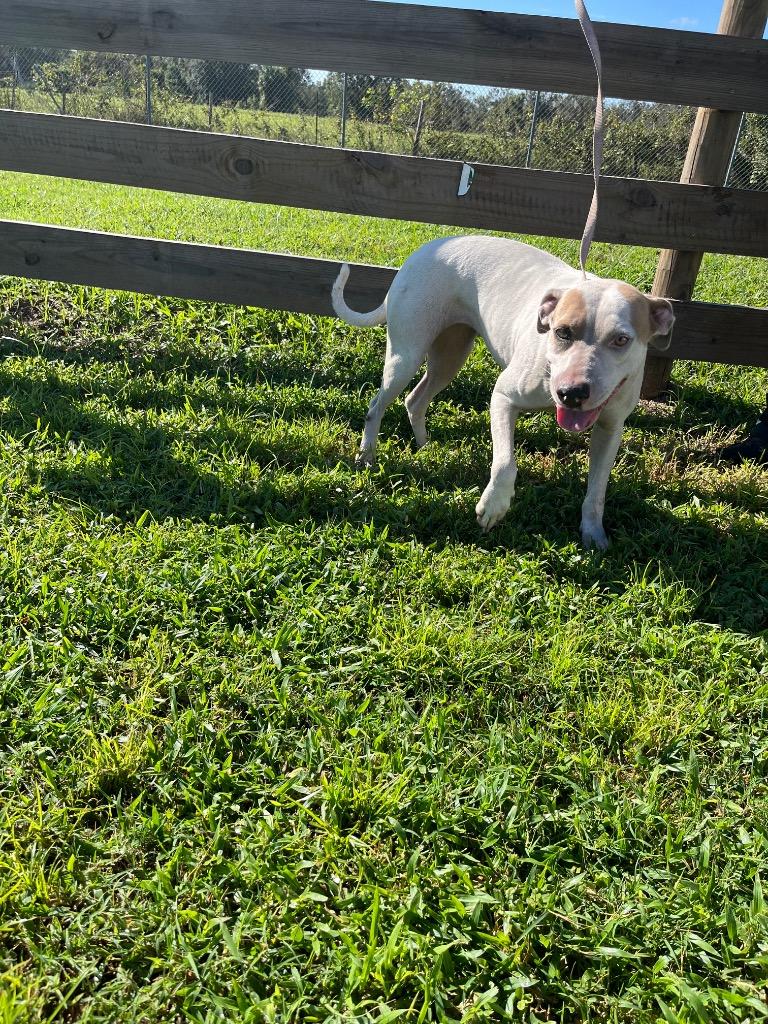 Enlarge Jasmin, a Adopted Black Mouth Cur in Wauchula, FL image 1/1