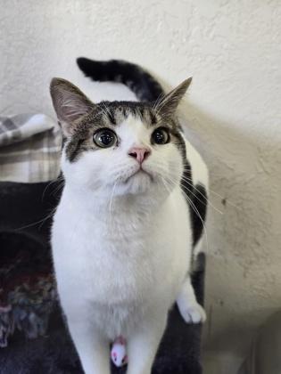 Enlarge Magoo, an adopted Domestic Short Hair in Prineville, OR image 1/1