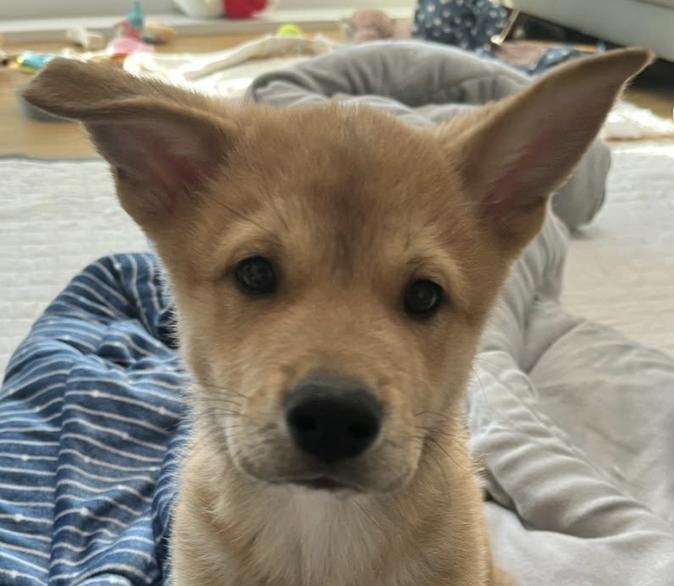 Biscuit, ADOPTABLE, Puppy Male Jindo.