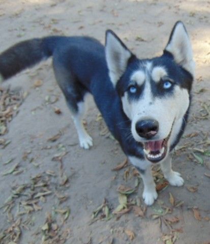 Dottie, a Adoptable Siberian Husky in San Juan Bautista, CA image 1/17