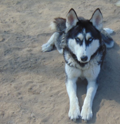 Enlarge Dottie, a Adoptable Siberian Husky in San Juan Bautista, CA image 15/17