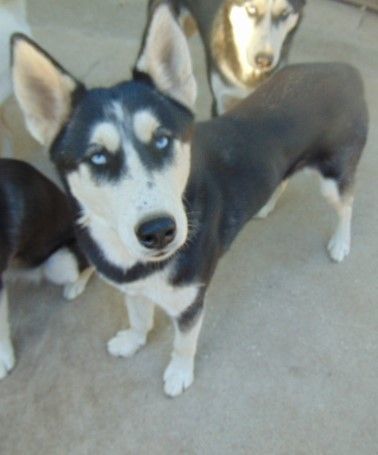 Enlarge Dottie, a Adoptable Siberian Husky in San Juan Bautista, CA image 16/17