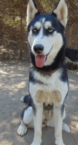 Enlarge Dottie, a Adoptable Siberian Husky in San Juan Bautista, CA image 17/17