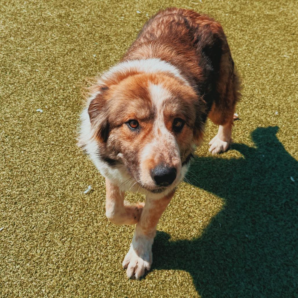 Enlarge Surf N' Turf, a ADOPTABLE mixed breed in Hays, KS image 6/6