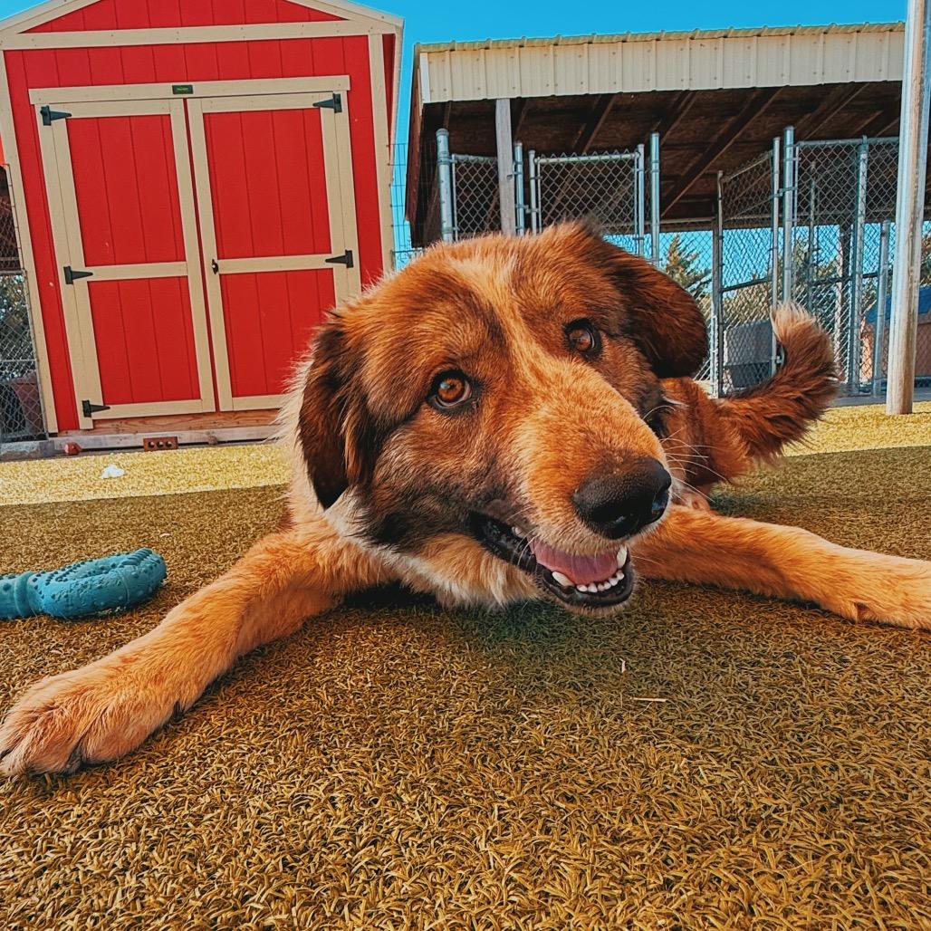 Enlarge Surf N' Turf, a ADOPTABLE mixed breed in Hays, KS image 5/6