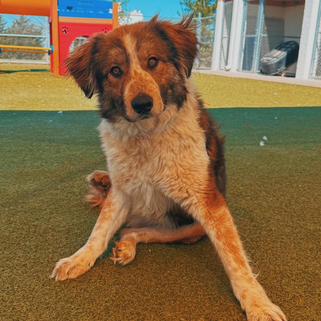 Enlarge Surf N' Turf, a ADOPTABLE mixed breed in Hays, KS image 2/6