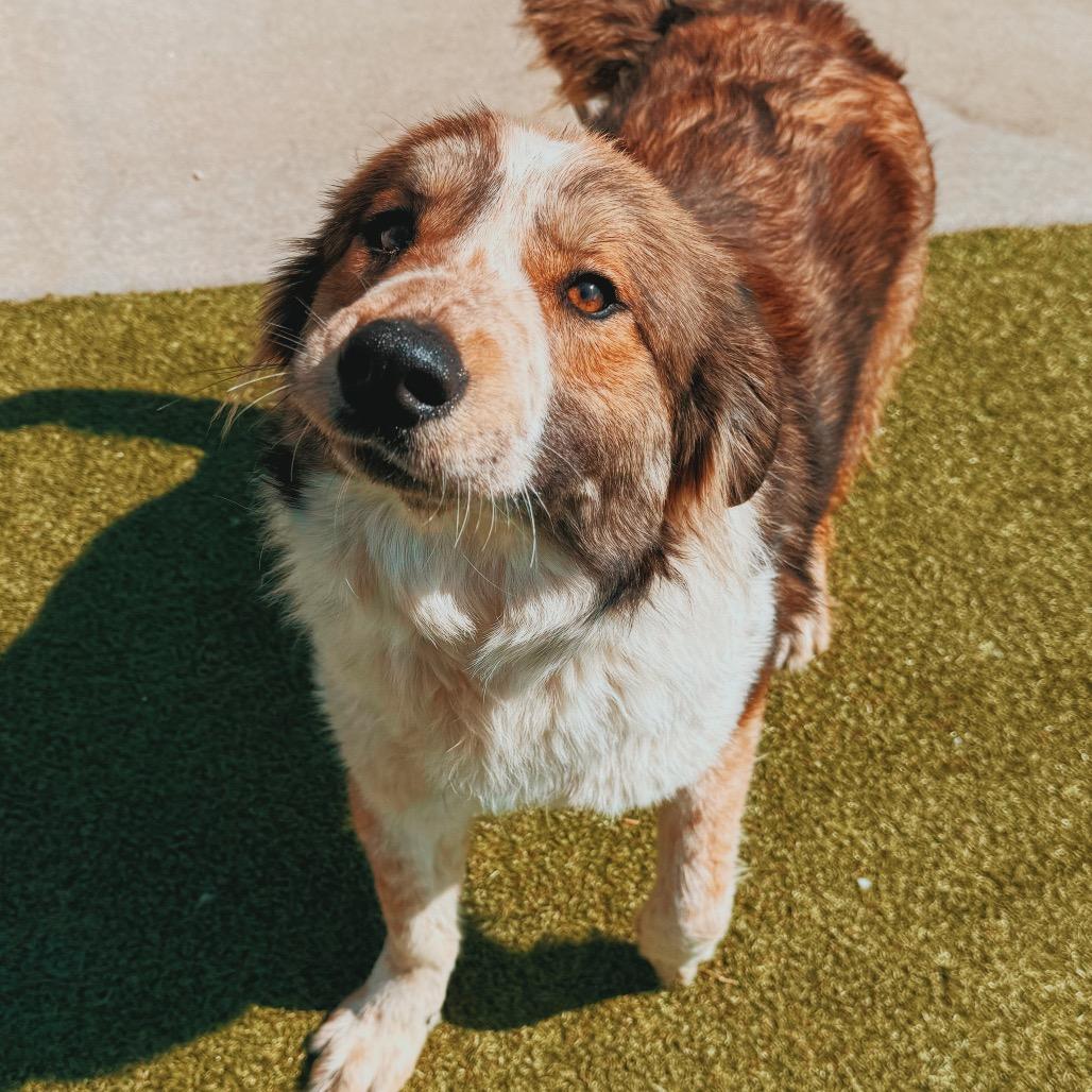 Enlarge Surf N' Turf, a ADOPTABLE mixed breed in Hays, KS image 1/6