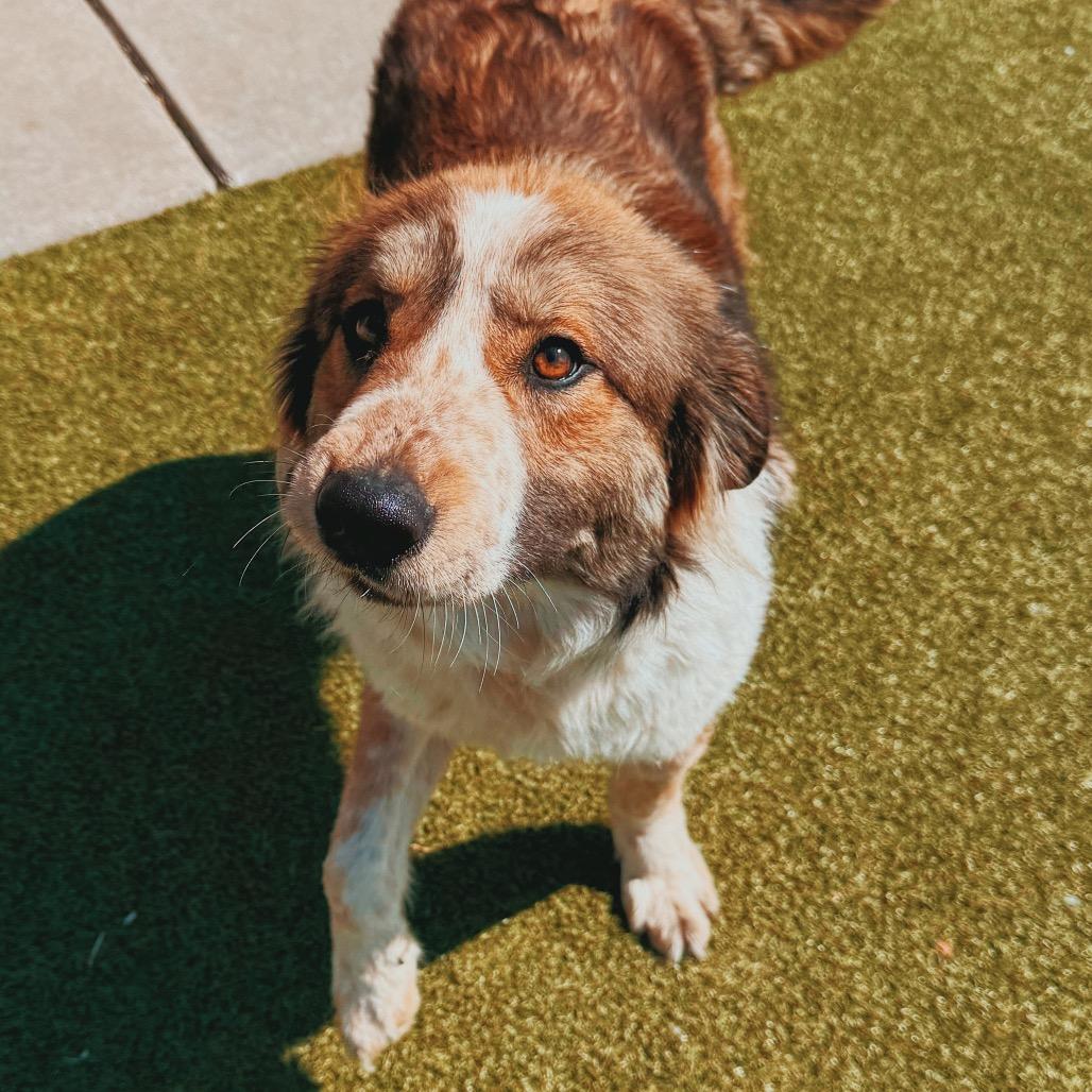 Enlarge Surf N' Turf, a ADOPTABLE mixed breed in Hays, KS image 4/6