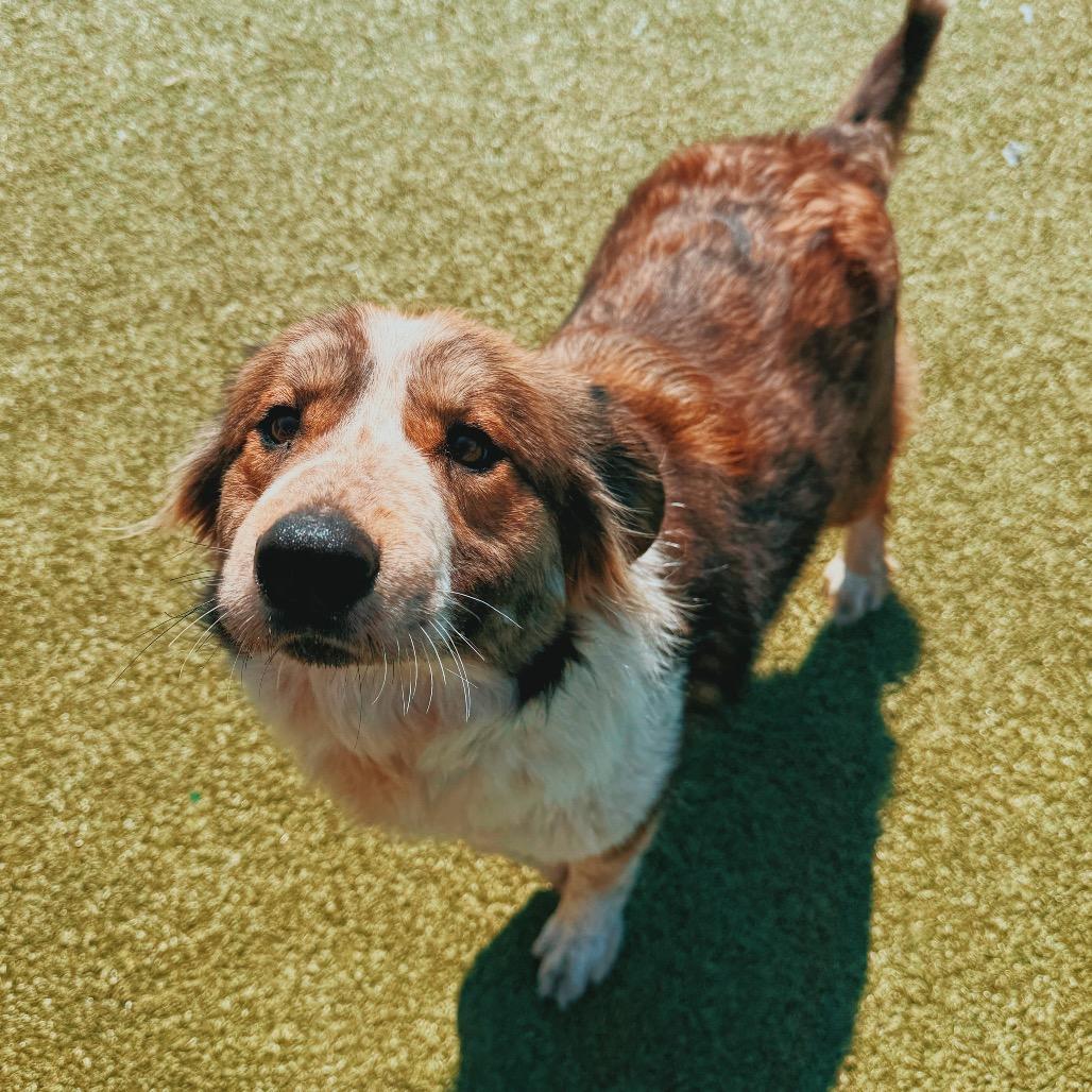 Enlarge Surf N' Turf, a ADOPTABLE mixed breed in Hays, KS image 3/6