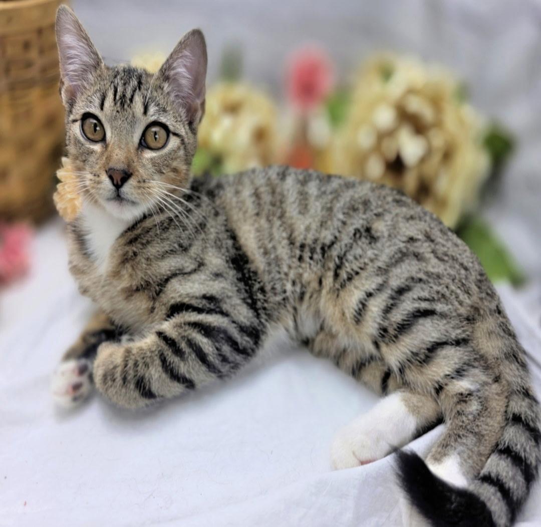 Enlarge Berry (Adoption Pending), a Adoptable Domestic Short Hair in Ocean Springs, MS image 4/4
