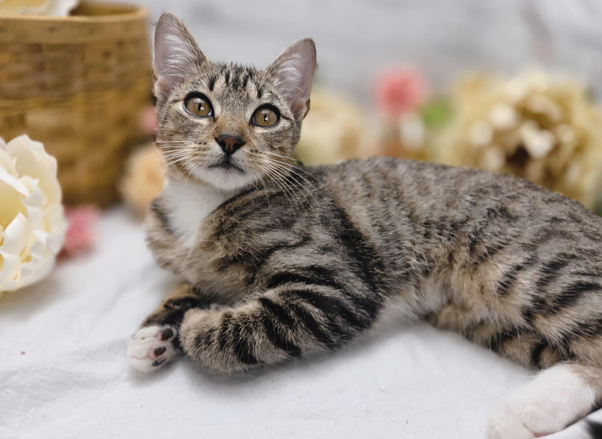 Enlarge Berry (Adoption Pending), a Adoptable Domestic Short Hair in Ocean Springs, MS image 3/4