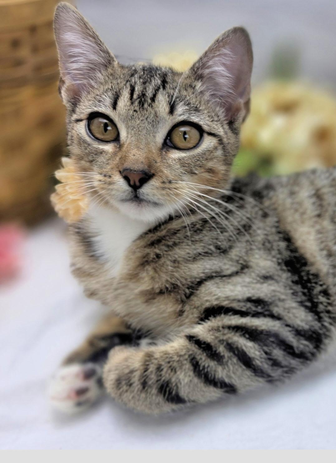 Enlarge Berry (Adoption Pending), a Adoptable Domestic Short Hair in Ocean Springs, MS image 1/4