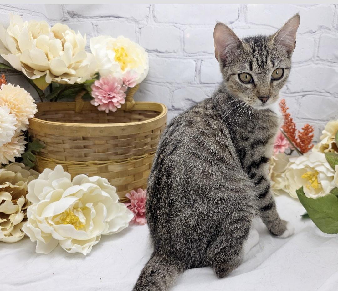 Enlarge Berry (Adoption Pending), a Adoptable Domestic Short Hair in Ocean Springs, MS image 2/4