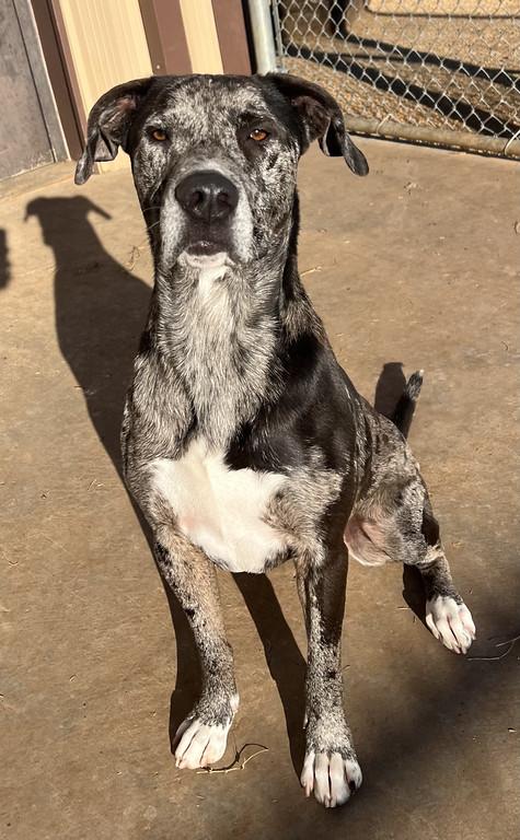 Enlarge Cassian, an adopted mixed breed in Granbury, TX image 1/3