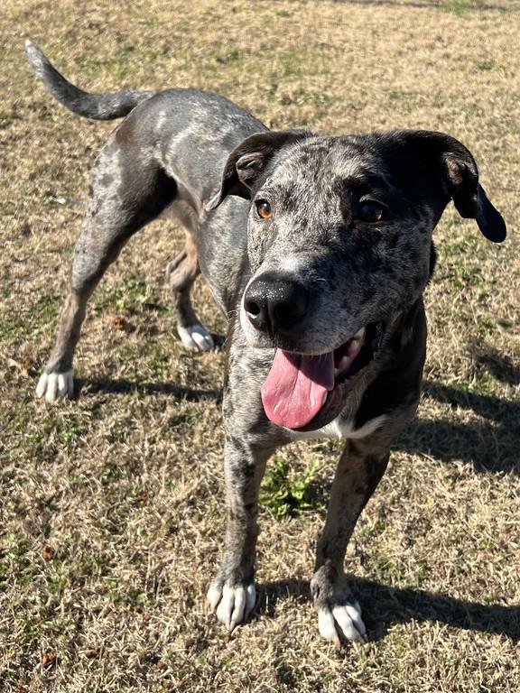 Enlarge Cassian, an adopted mixed breed in Granbury, TX image 2/3