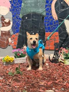PABLO, Adoptable, Senior Male Wire Fox Terrier.