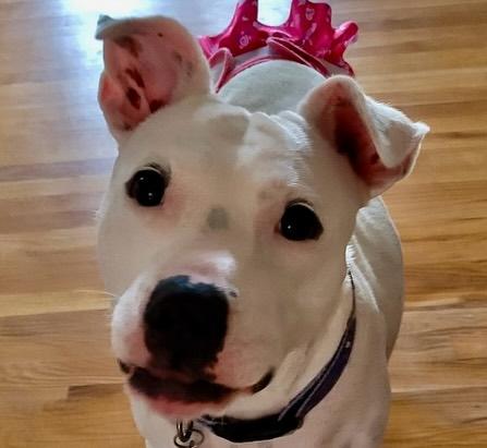 Zoe, a Adoptable mixed breed in Raleigh, NC image 4/6