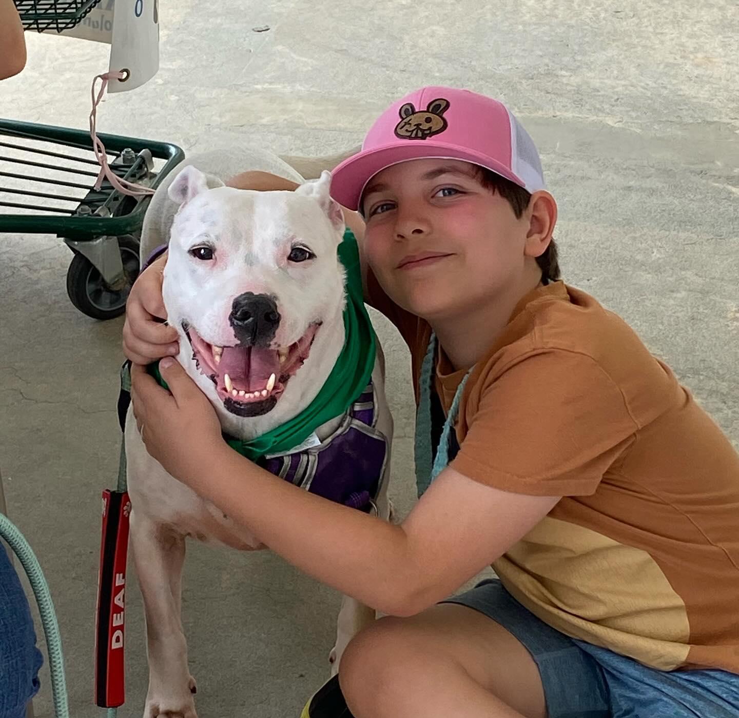 Zoe, Adoptable, Adult Female Staffordshire Bull Terrier & Boxer.