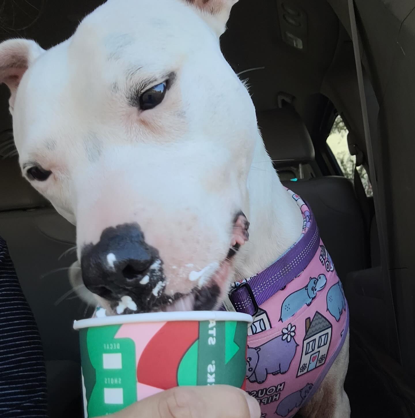 Zoe, a Adoptable mixed breed in Raleigh, NC image 6/6