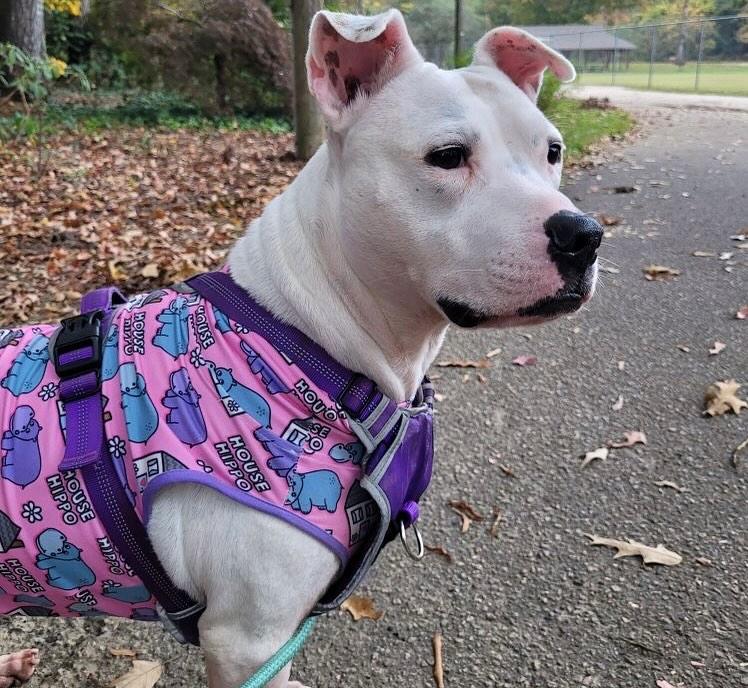 Zoe, a Adoptable mixed breed in Raleigh, NC image 3/6