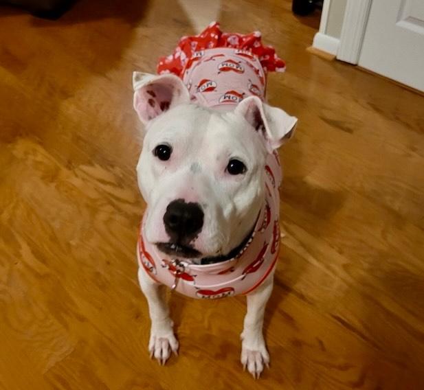 Zoe, a Adoptable mixed breed in Raleigh, NC image 5/6