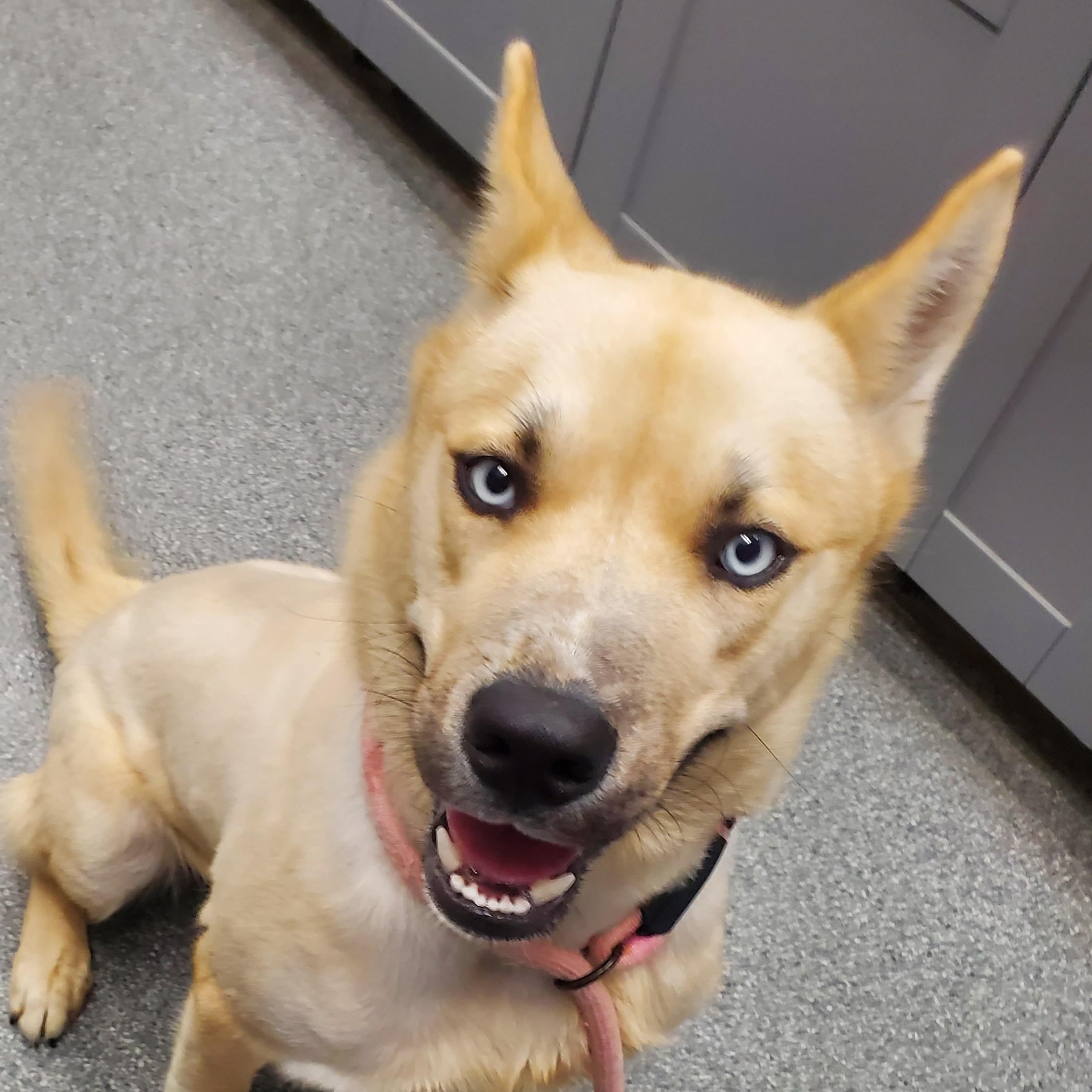 Roamer, Adoptable, Young Male Siberian Husky.