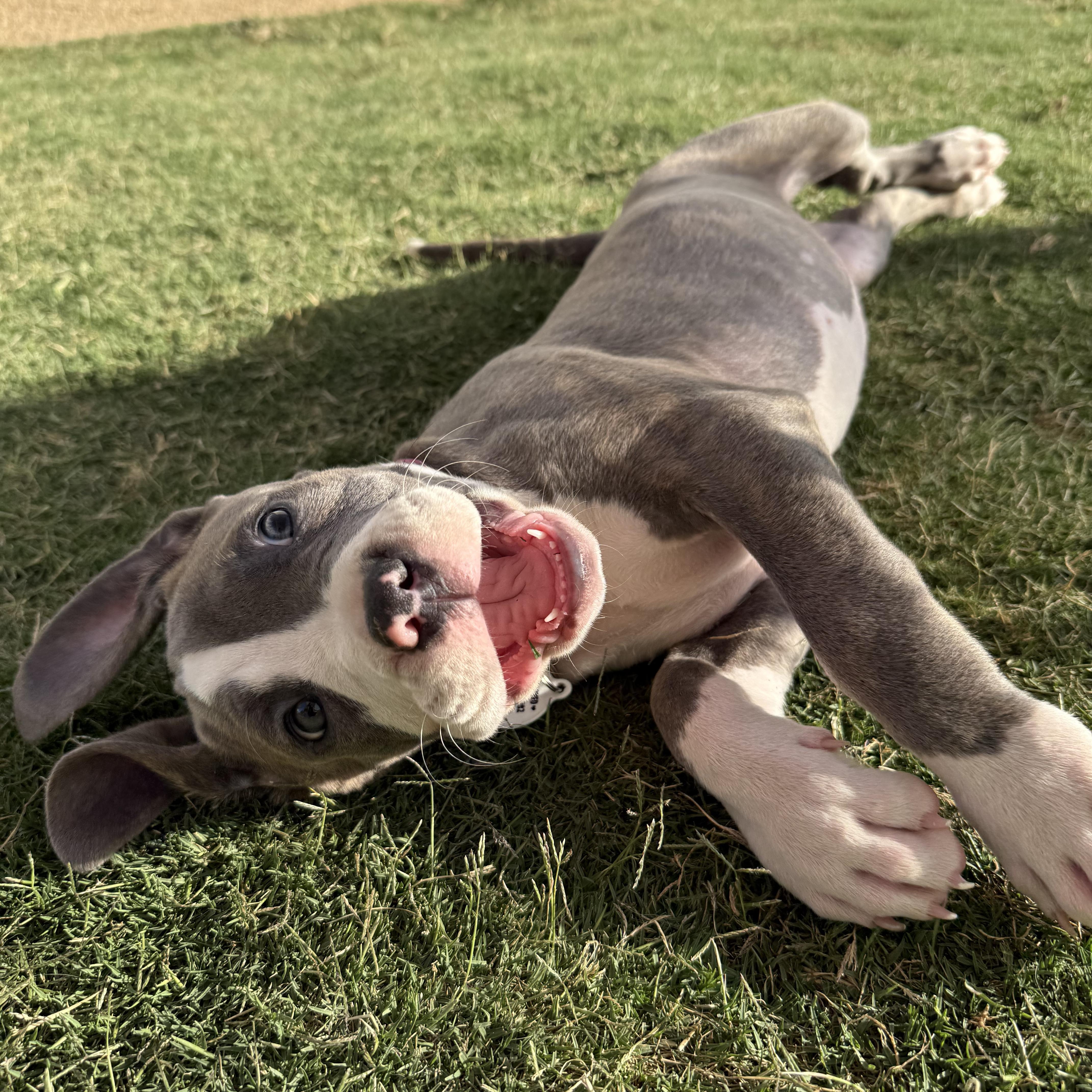 Princess Buttercup, an adopted mixed breed in Sun Valley, CA image 1/4