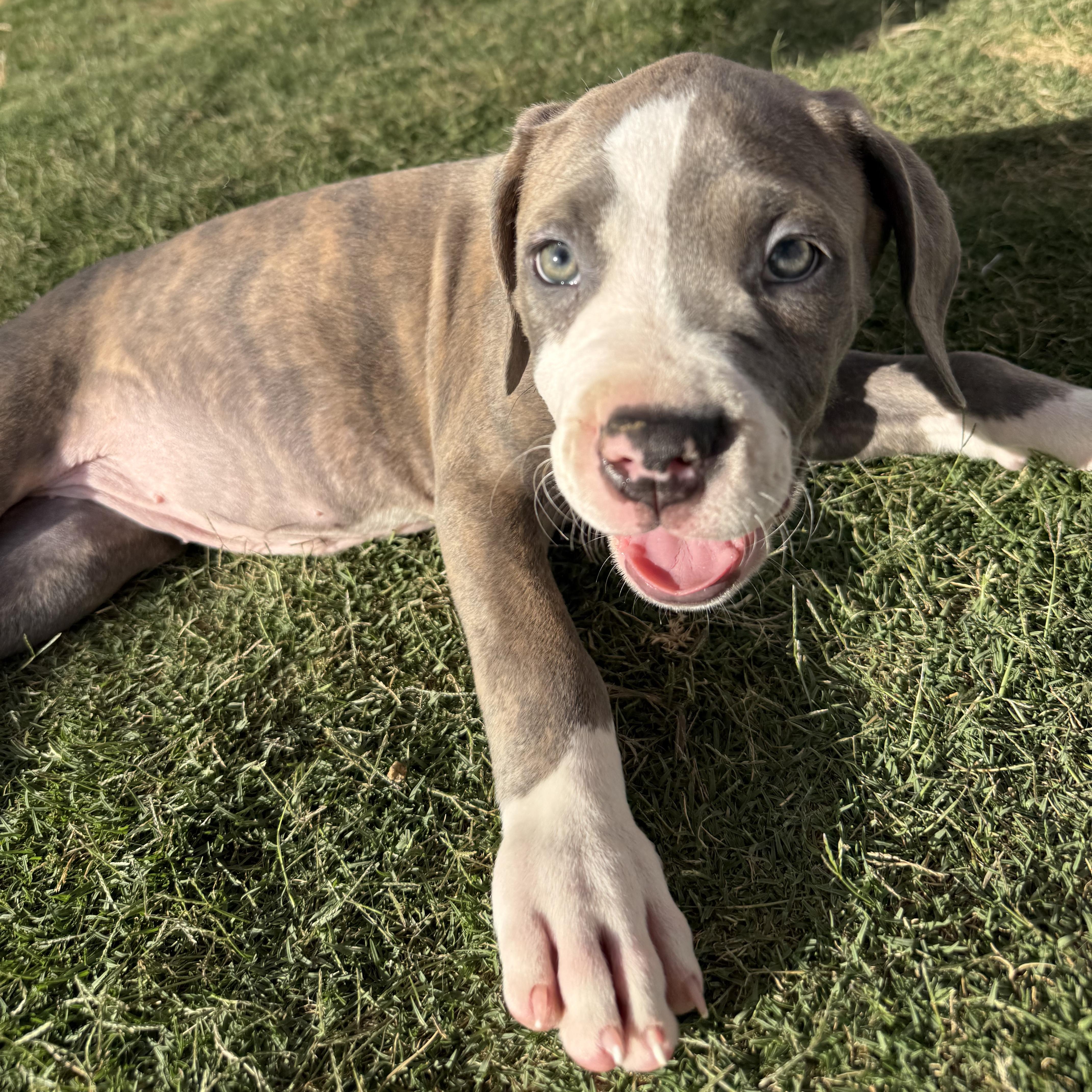Princess Buttercup, an adopted mixed breed in Sun Valley, CA image 4/4