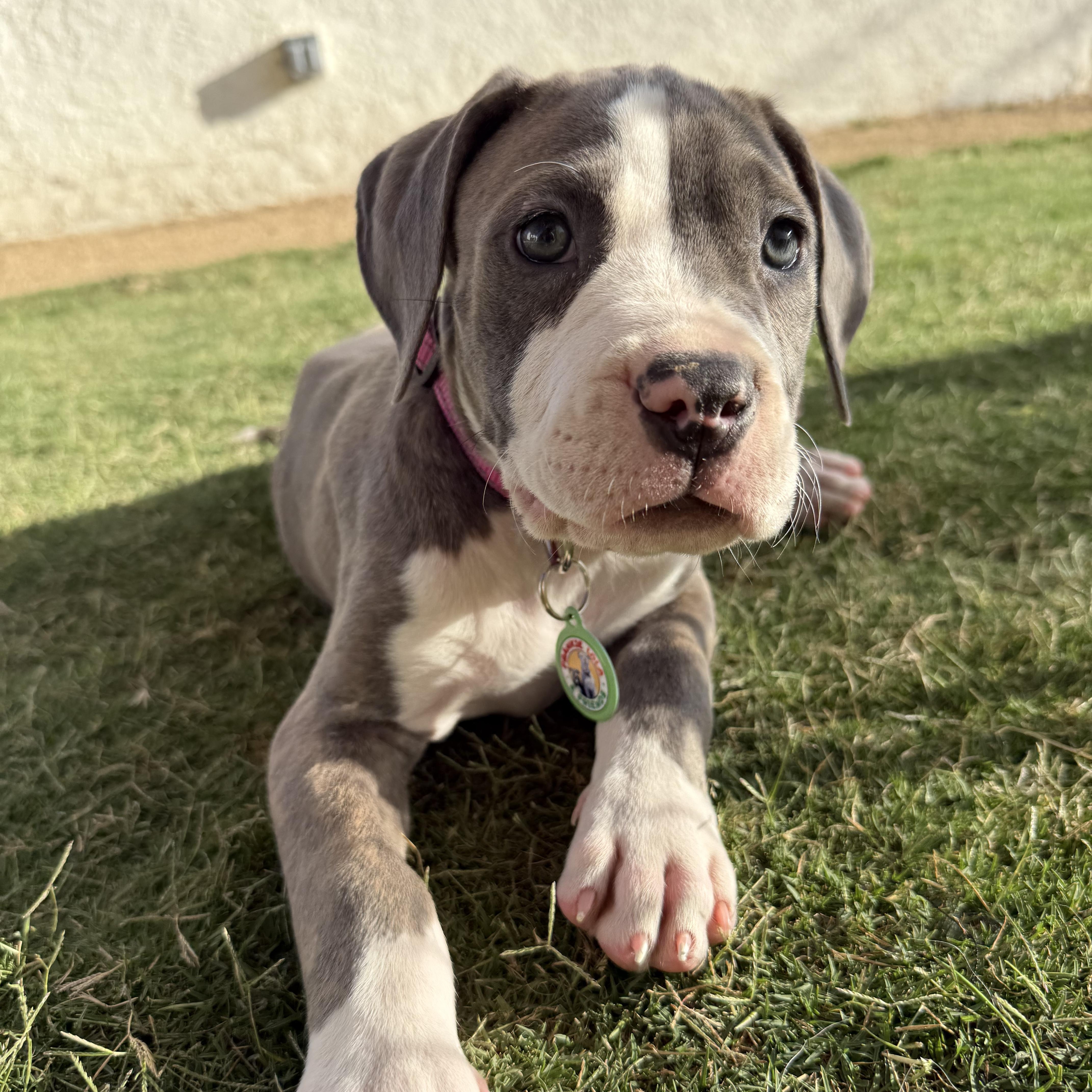 Princess Buttercup, an adopted mixed breed in Sun Valley, CA image 2/4