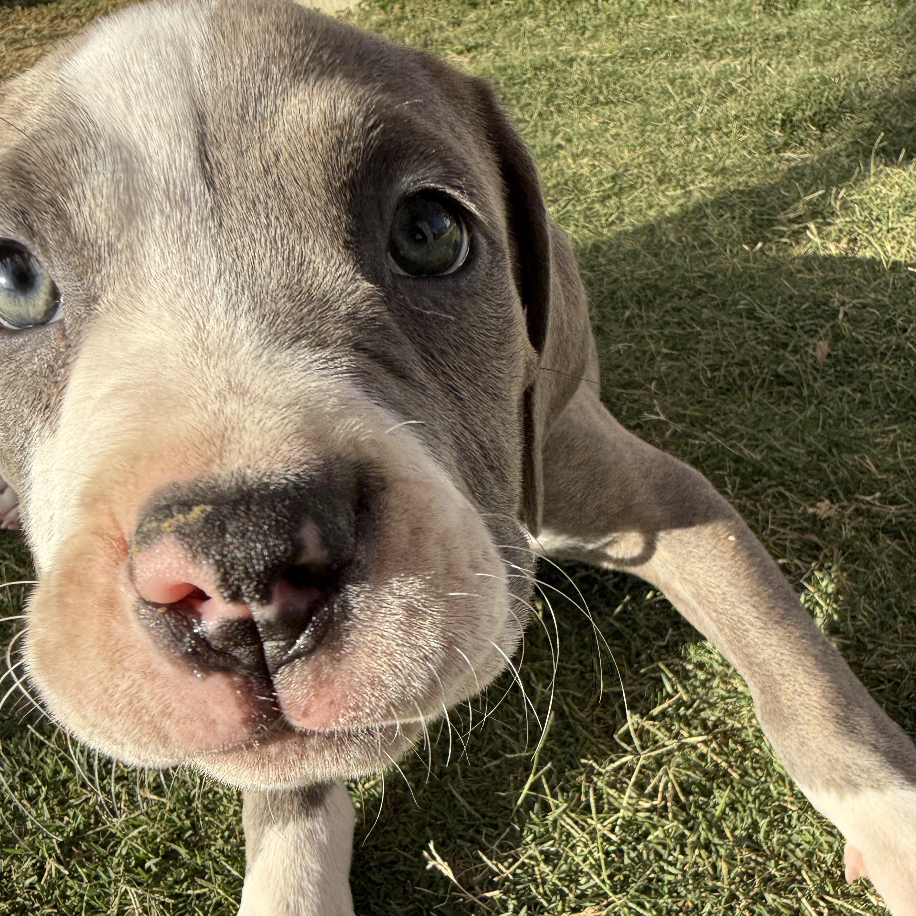 Princess Buttercup, an adopted mixed breed in Sun Valley, CA image 3/4