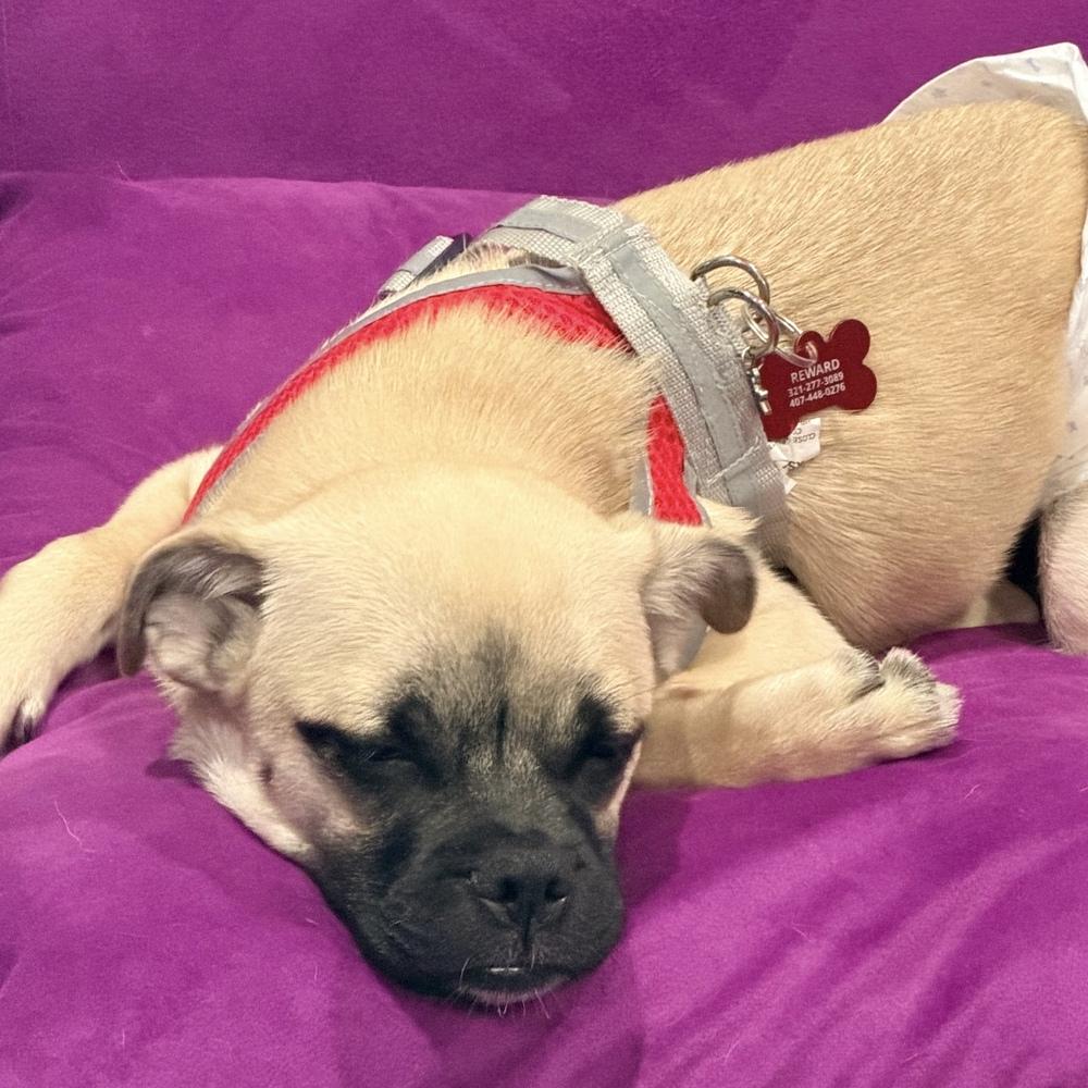 Kai, Adoptable, Puppy Male Pug & Pomeranian.