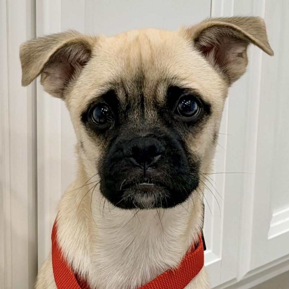 Enlarge Kai, a Adoptable mixed breed in Orlando, FL image 2/6