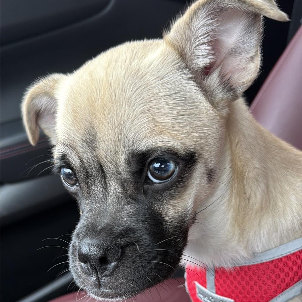 Enlarge Kai, a Adoptable mixed breed in Orlando, FL image 4/6