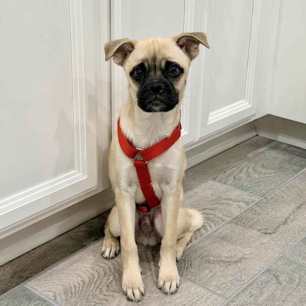 Enlarge Kai, a Adoptable mixed breed in Orlando, FL image 6/6