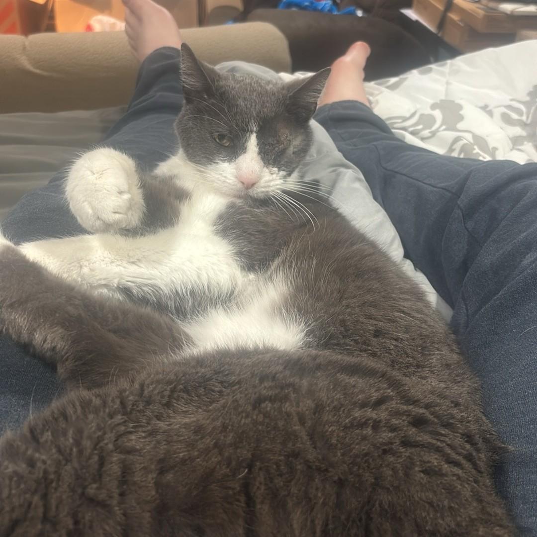 Enlarge Mahomes Courtesy Listed, a ADOPTABLE Domestic Short Hair in Midland, MI image 2/6