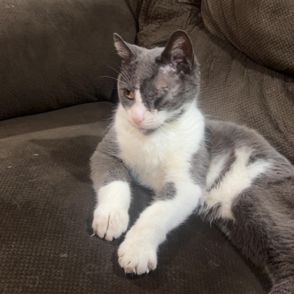 Mahomes Courtesy Listed, ADOPTABLE, Adult Male Domestic Short Hair.